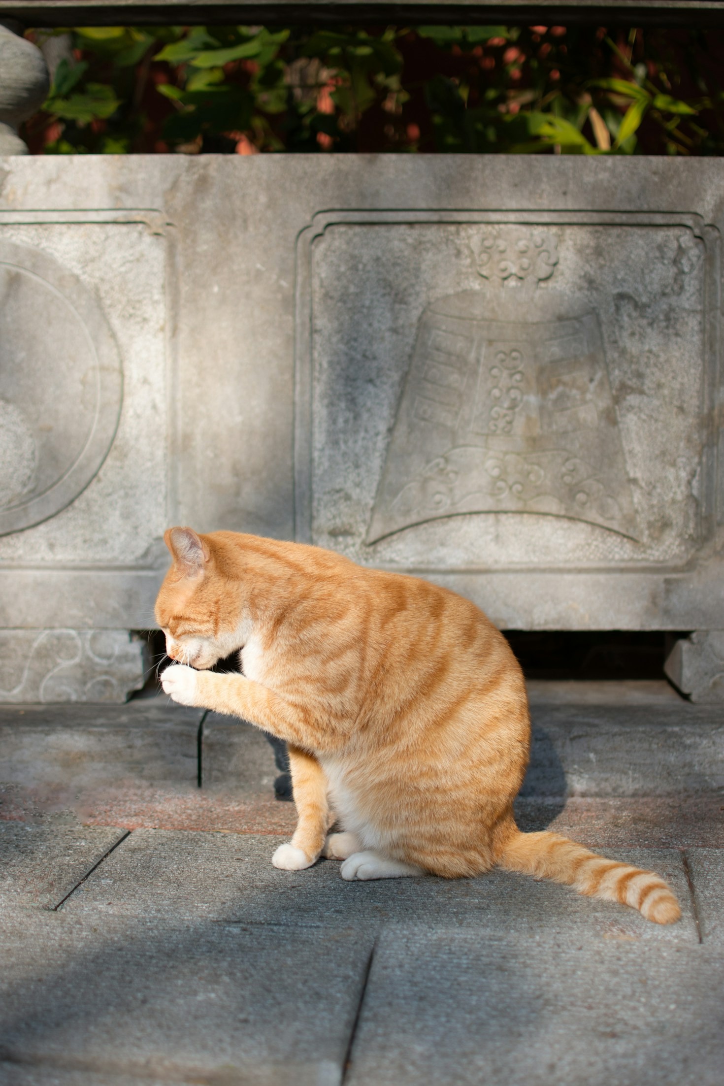 Die Bedeutung von professioneller Fellpflege bei Katzen