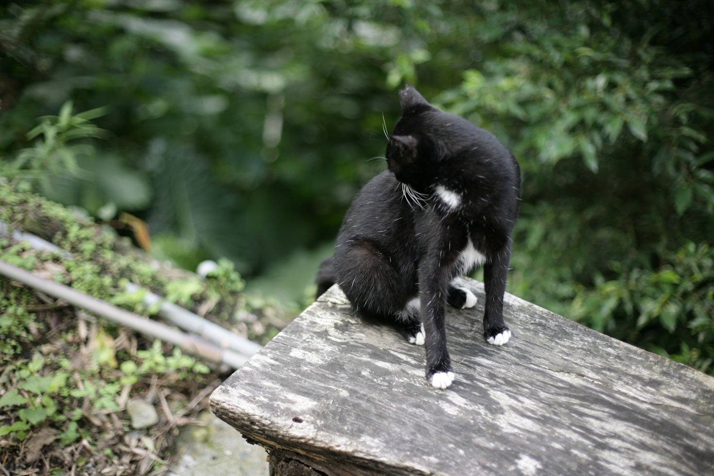 So wird Ihre Katze zum Star im Wohnzimmer
