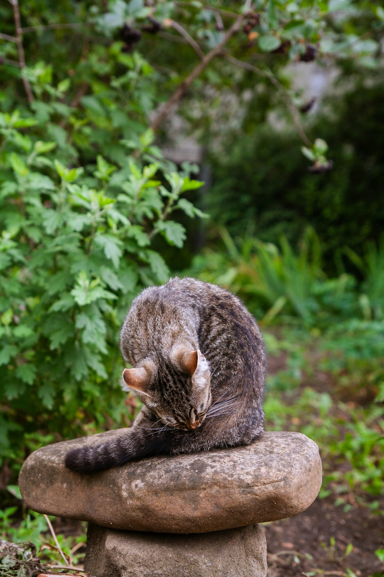Die richtige Bürste für jedes Katzenfell